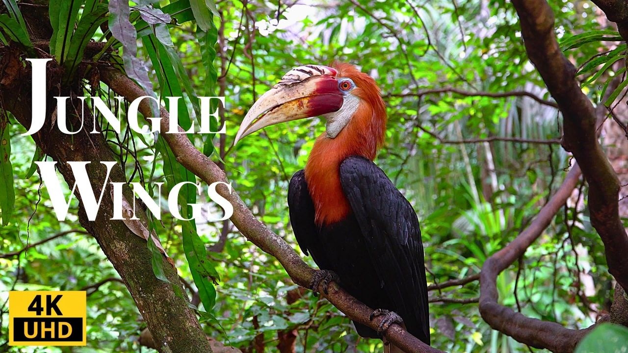 Unseen Secrets of the Jungle: Rare Birds and Wild Animals in Action