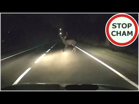 Test Łosia z Jeleniem - ku przestrodze