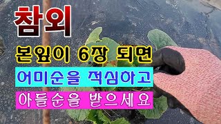 [텃밭농부 1,490]  참외 본잎이 6장이 되면 어미순 적심하고 아들순을 받아야 #참외적심 #참외재배