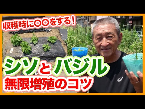 ベランダのプランターでバジルを育てています