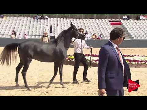 N.199 FAROOQ AL TINHAT - Asharqia Classic 2018