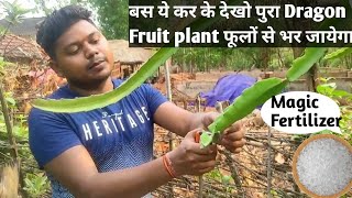 Dragon fruit के पौधे से जल्दी फूल लाने का तरीका l How to get early flowering-fruiting in dragonfruit