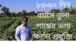 তুলা গাছের ডগা কর্তনের সময়