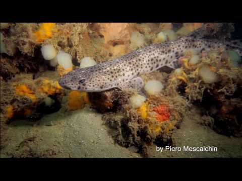Scyliorhinus stellaris