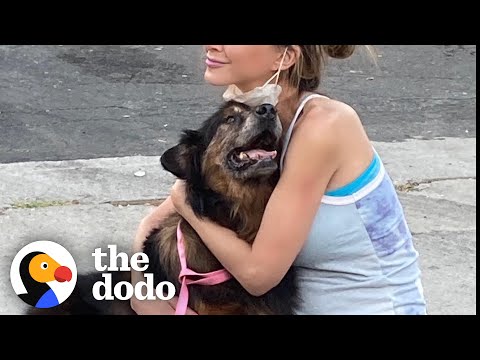 16-Year-Old Dog Finally Finds His Family  | The Dodo Faith = Restored