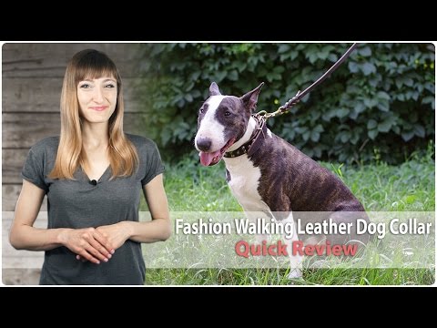 Miniature Bull Best Collar For English Bull Terrier Quality Dog
