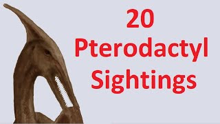 Flying Dinosaurs - Modern Pterodactyls ALIVE!