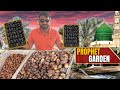 MADINAH Prophet Garden Most Expensive Ajwa Dates In AL ALIA FARM