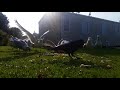 Seagull Feeding Frenzy Close Up