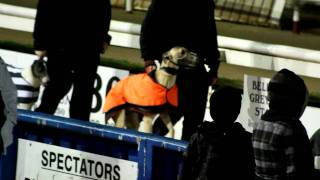 Greyhound Racing: The Truth Behind the Greyhound Racing Industry