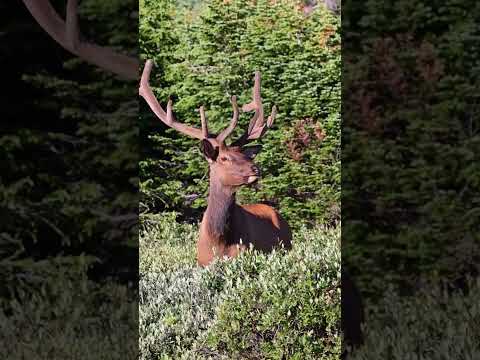 Majestic Bull Elk Walking Like a King 🦌