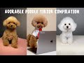 CUTE TOY POODLES TIKTOK COMPILATION