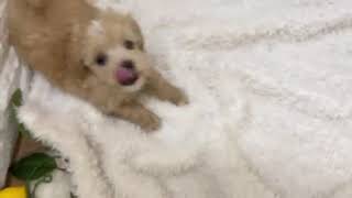 ハーフ犬の動画01