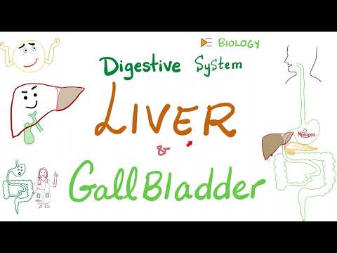 Liver and Gallbladder | Digestive System