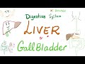 Liver and Gallbladder | Digestive System
