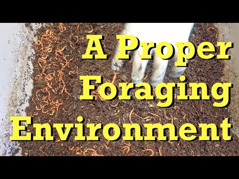 Setup of proper foraging environment in 79-day red wiggler worm bin - vermicomposting