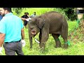 Miserable elephant who had given up hope of life was given a chance to live again by kind people