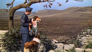 Son of Lassie (1945) Video