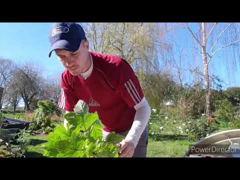 Where to find bonsai material