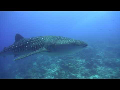 Whale Sharks & Manta Rays Of South Ari Atoll