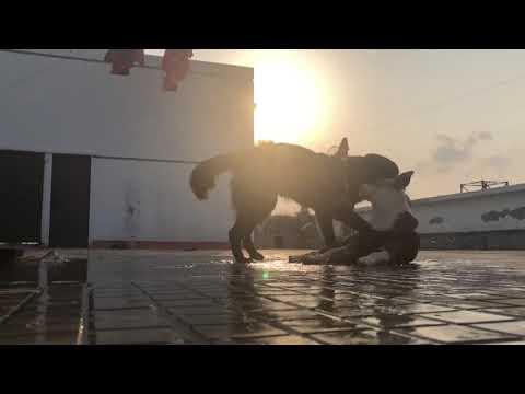 Stray Puppy plays with GSD Puppy in Dhaka