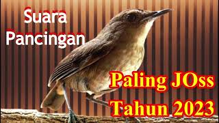 Download lagu Suara Pancingan jongkangan terbaru 2023 mp3