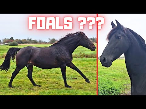 The day after weaning! It goes completely wrong in the pasture | Friesian Horses