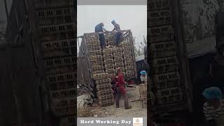 Download lagu The Process Of Loading Chickens Into A Truck mp3 Download lagu The Process Of Loading Chickens Into A Truck mp3