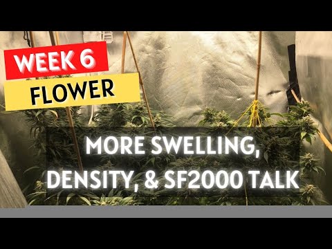 Growing: Week 6 of Flower and the Updated Spider Farmer SF-2000 grow series