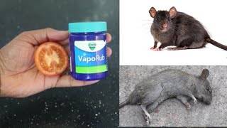 MAGIC VIKS VAPORUB|  How To Get Rid of Mouse Rats, Permanently In a Natural Way | JUST 5 MINUTES