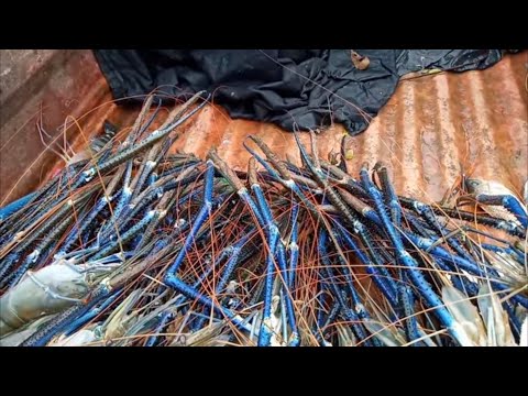 wow!!!! Sri Lankan  shrimp fishcathing video