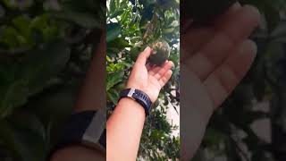 Download lagu orange fruit #dangdut #cover #dangdutkoplo # mp3