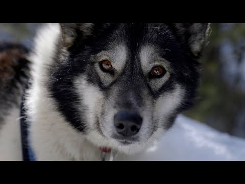 Howl - The Okee Dokee Brothers