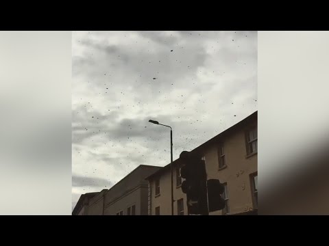 Giant Swarm Of Bees Bring London Borough To A Standstill At Rush Hour