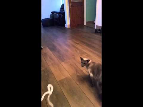 Peterlee Pets video.