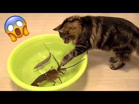 Essayer de ne pas rire meilleurs chiens et chats drôles partie 19