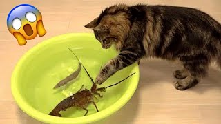 Essayer de ne pas rire meilleurs chiens et chats drôles partie 19