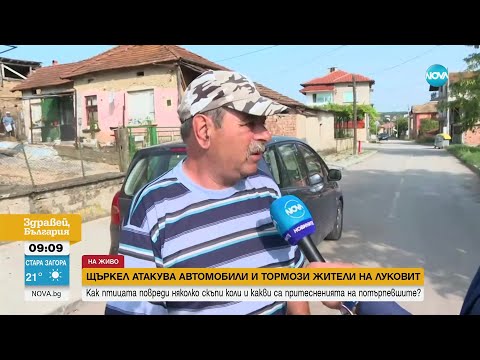 Щъркел „атакува” автомобили и тормози жители на Луковит - Здравей, България (14.07.2023)