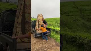 Suasana siang dikebon MQDEFAULT Thumbnail