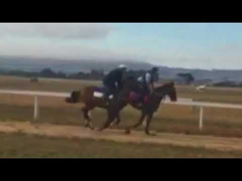 Regal Bloodstock - Rocket Empire Update