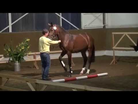 Askari-Adlantus As stallion * 2013