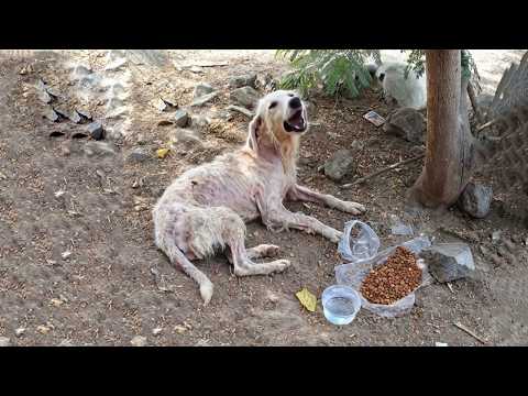 Only 0.1% Chance to Survive… The Old Dog Crawled Under a Tiny Tree With His Last Breath!