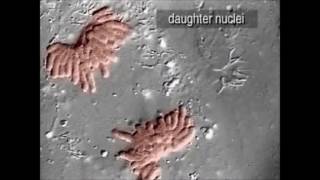 Cap. 12 La cellula parte terza la riproduzione cellulare