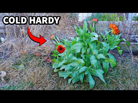 Finally, A Cold Hardy Flower That Makes Beautiful Winter Blooms