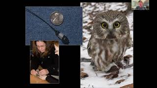Northern Saw-whet Owl Webinar Featuring Scott Weidensaul and Marion Clement