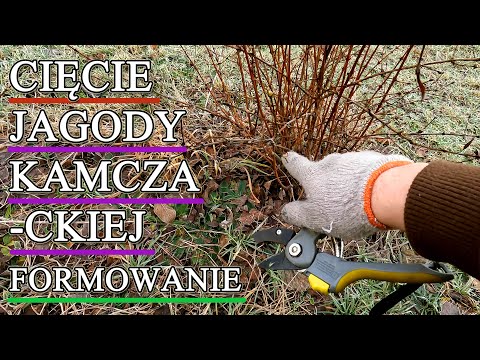 Cięcie jagód kamczackich - formowanie krzewów