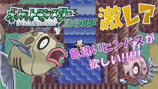 【雑談生配信】美しいミロカロスを入手すべく、色違いのヒンバスを狙うで！！！ #2【ポケモンエメラルド】