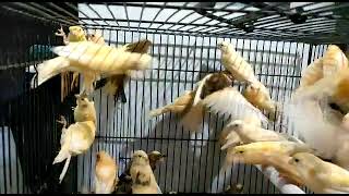 Download lagu kenari grosir jogja mp3 Download lagu kenari grosir jogja mp3