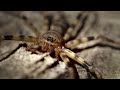 The Giant Huntsman Is A Cave Spider Of Nightmarish Proportions