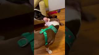 Video preview image #1 American Pit Bull Terrier-Unknown Mix Puppy For Sale in Germantown, OH, USA